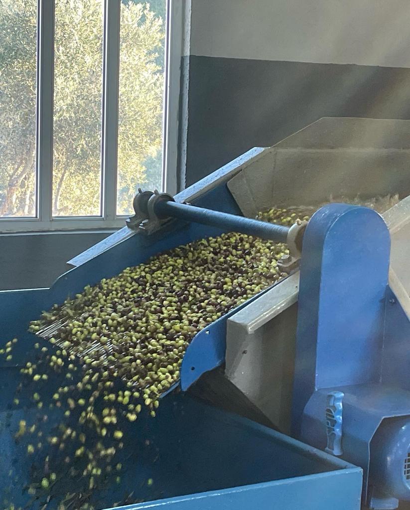 Xylo Olive Oil