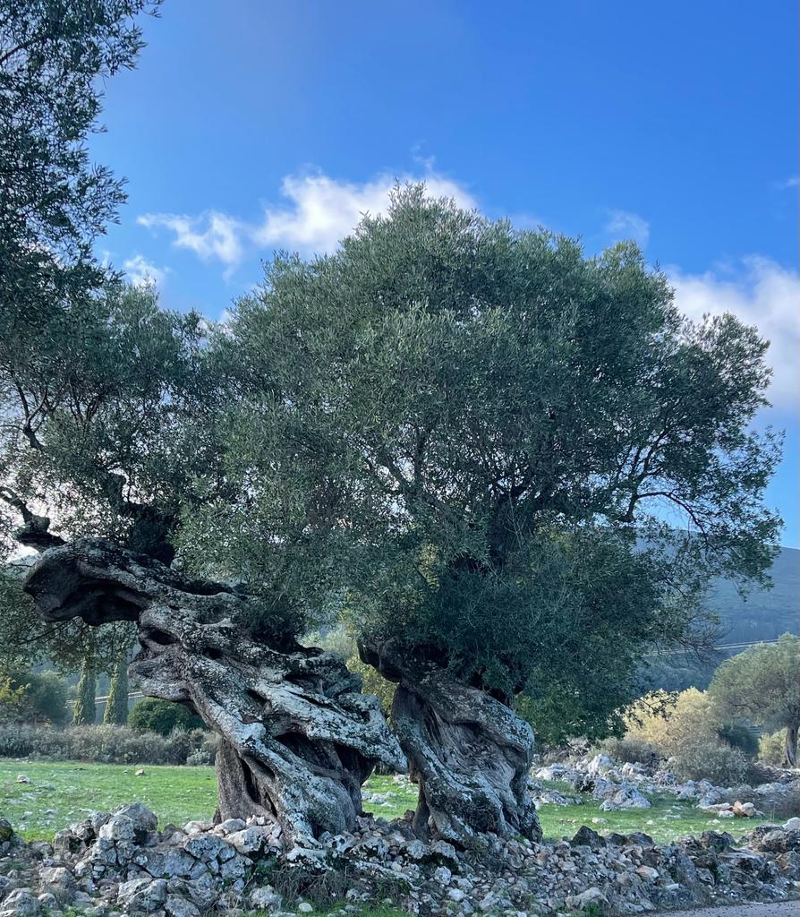 Xylo Olive Oil